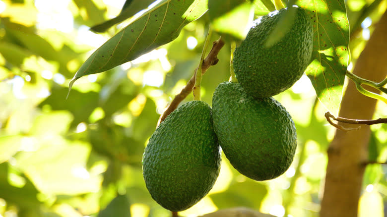 Help Your Avocado Tree Thrive With A Natural Remedy From Your Bathroom