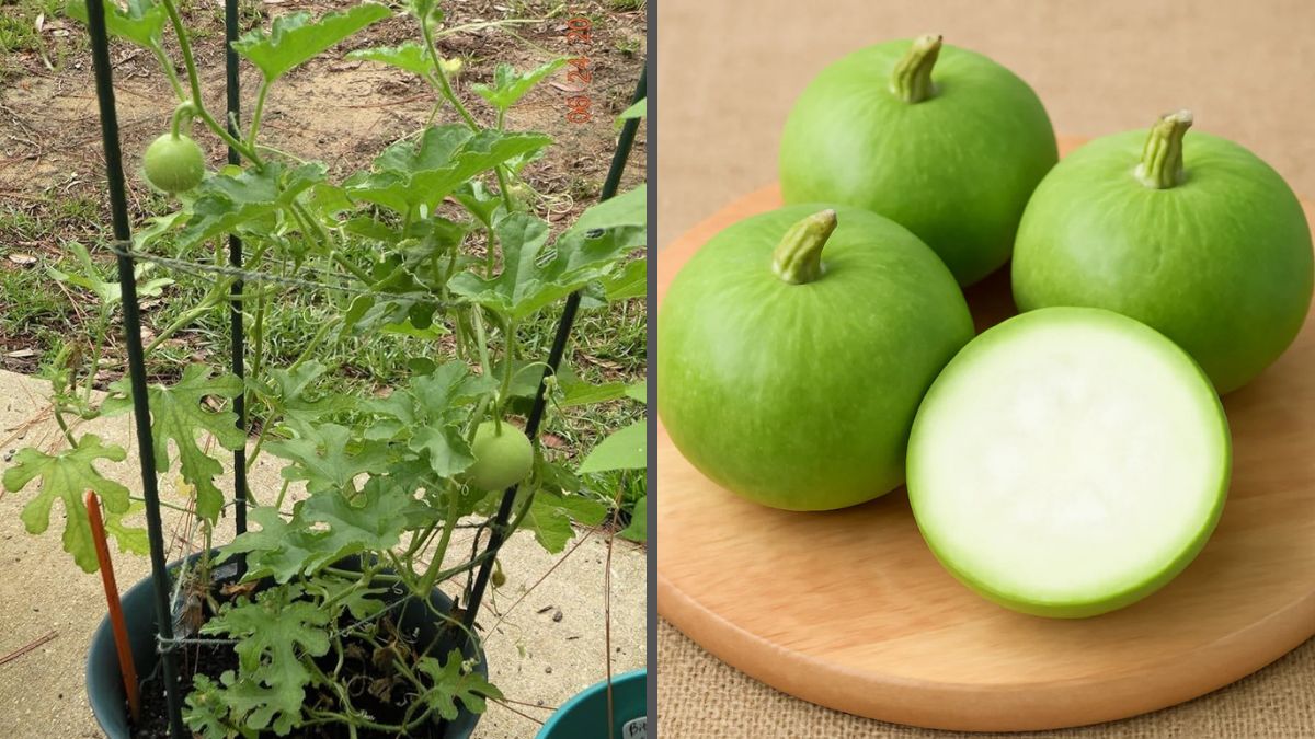 How to Grow Tinda Vegetable Successfully in Containers: A Complete Guide