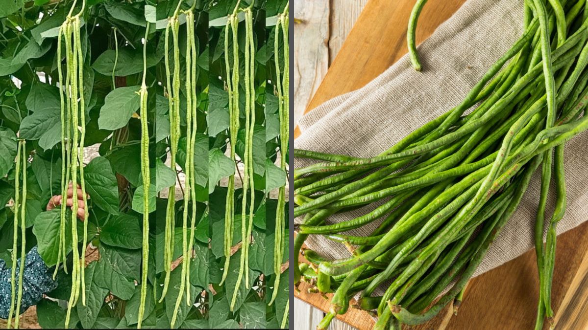 How to Grow Yard Long Beans Successfully: A Complete Container Growing Guide