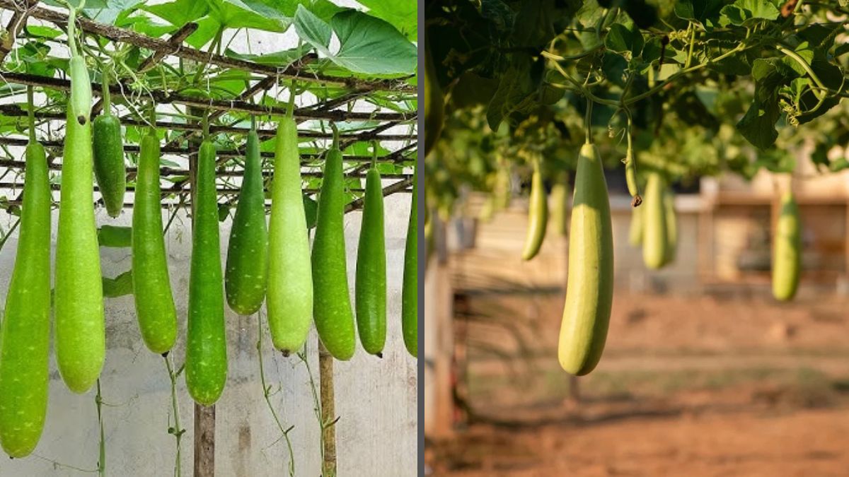 Why Growing Gourds in Soil Bags Produces Four Times More Yield Than Traditional Ground Farming