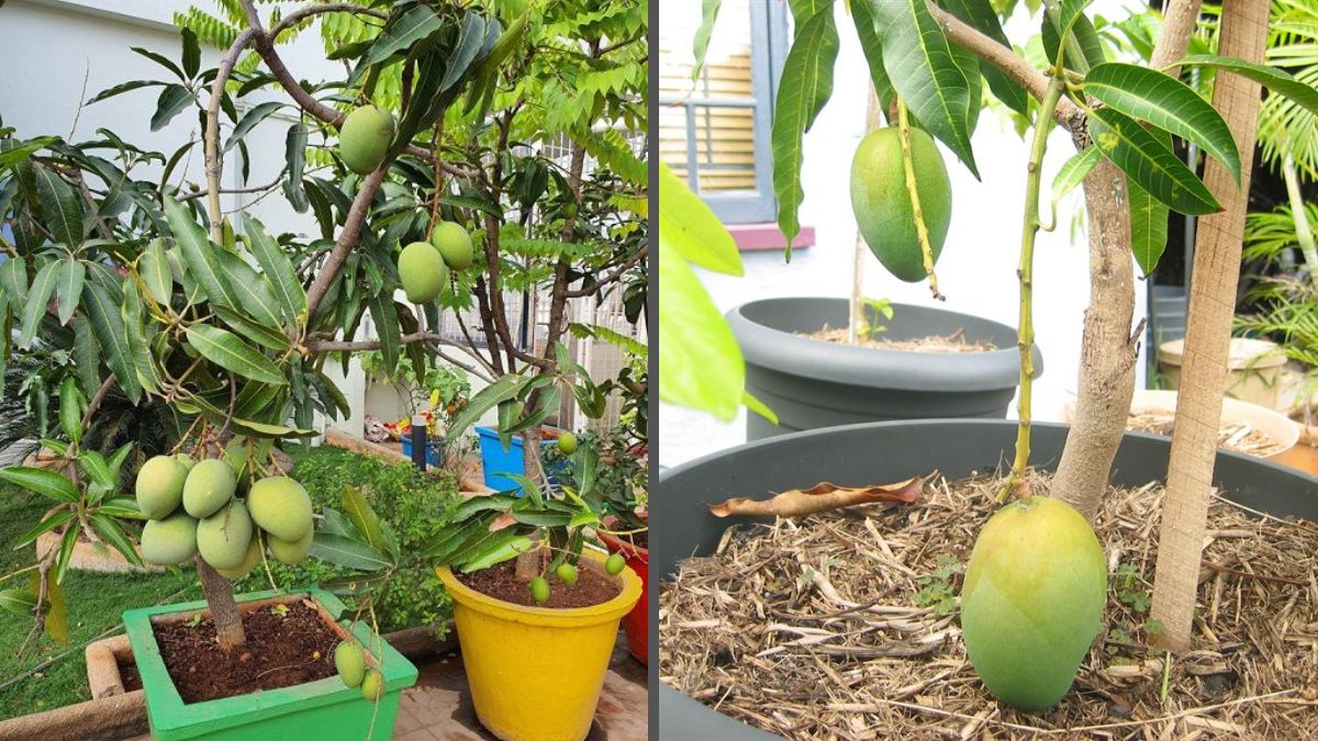 How to Grow Mangoes in Containers: Essential Tips for Thriving Plants