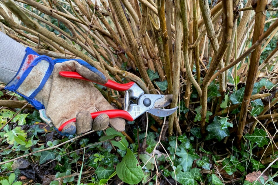 10 Plants That Must Be Pruned in January or February